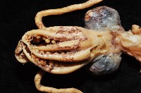孔雀魷藏品圖，第2張