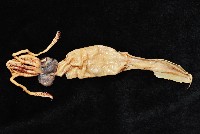 孔雀魷藏品圖，第4張