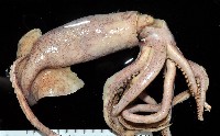 龍氏爪魷魚藏品圖，第1張