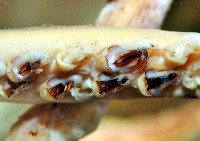 龍氏爪魷魚藏品圖，第3張