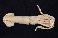 短柔魚藏品圖，第3張