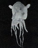 水試盧氏面蛸藏品圖，第3張