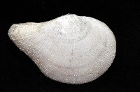 鳥嘴圈心蛤(鳥尾銀沙蛤)藏品圖，第2張