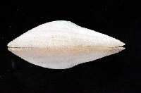 鳥嘴圈心蛤(鳥尾銀沙蛤)藏品圖，第4張