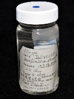 鳳凰母布氏蝦藏品圖，第7張