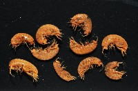 鳳凰母布氏蝦藏品圖，第2張