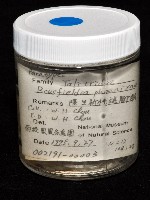 鳳凰母布氏蝦藏品圖，第4張