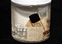 鳳凰母布氏蝦藏品圖，第5張