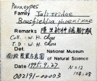 鳳凰母布氏蝦藏品圖，第8張