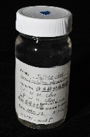 鳳凰母布氏蝦藏品圖，第6張