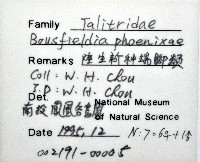 鳳凰母布氏蝦藏品圖，第8張