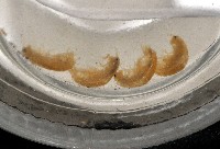 鳳凰母布氏蝦藏品圖，第2張