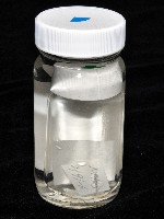 鳳凰母布氏蝦藏品圖，第4張