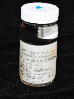 鳳凰母布氏蝦藏品圖，第3張