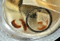 鳳凰母布氏蝦藏品圖，第2張