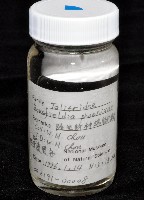 鳳凰母布氏蝦藏品圖，第3張