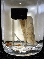 鳳凰母布氏蝦藏品圖，第4張