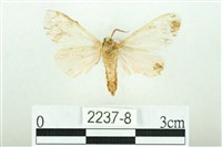 三條橙燈蛾藏品圖，第2張