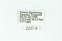 三條橙燈蛾藏品圖，第3張