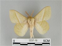 青枯葉蛾藏品圖，第1張