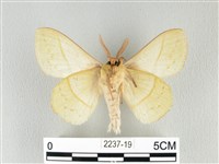 青枯葉蛾藏品圖，第2張