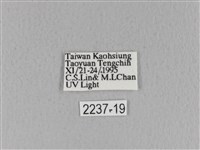 青枯葉蛾藏品圖，第3張