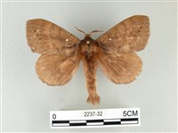 波紋枯葉蛾藏品圖，第1張