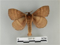 波紋枯葉蛾藏品圖，第2張