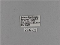 波紋枯葉蛾藏品圖，第3張