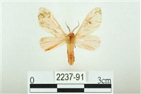 三條橙燈蛾藏品圖，第1張