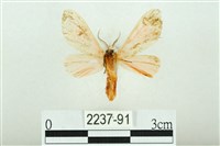 三條橙燈蛾藏品圖，第2張