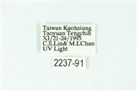 三條橙燈蛾藏品圖，第3張