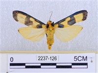 閃光苔蛾藏品圖，第1張