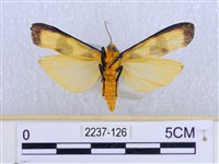 閃光苔蛾藏品圖，第2張