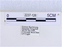 閃光苔蛾藏品圖，第3張