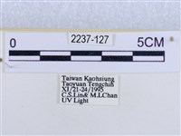 後凸蝶燈蛾藏品圖，第3張