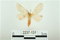 三條橙燈蛾藏品圖，第1張