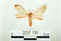 三條橙燈蛾藏品圖，第1張