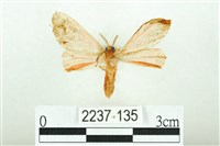 三條橙燈蛾藏品圖，第2張