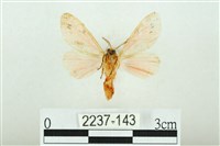 三條橙燈蛾藏品圖，第2張