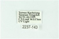 三條橙燈蛾藏品圖，第3張