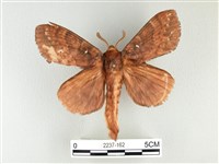 波紋枯葉蛾藏品圖，第1張