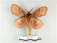 波紋枯葉蛾藏品圖，第2張