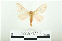 三條橙燈蛾藏品圖，第1張