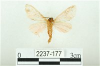 三條橙燈蛾藏品圖，第2張