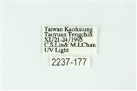 三條橙燈蛾藏品圖，第3張