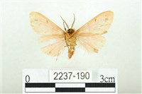 三條橙燈蛾藏品圖，第2張