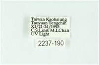 三條橙燈蛾藏品圖，第3張