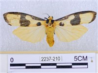 閃光苔蛾藏品圖，第1張