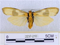 閃光苔蛾藏品圖，第2張